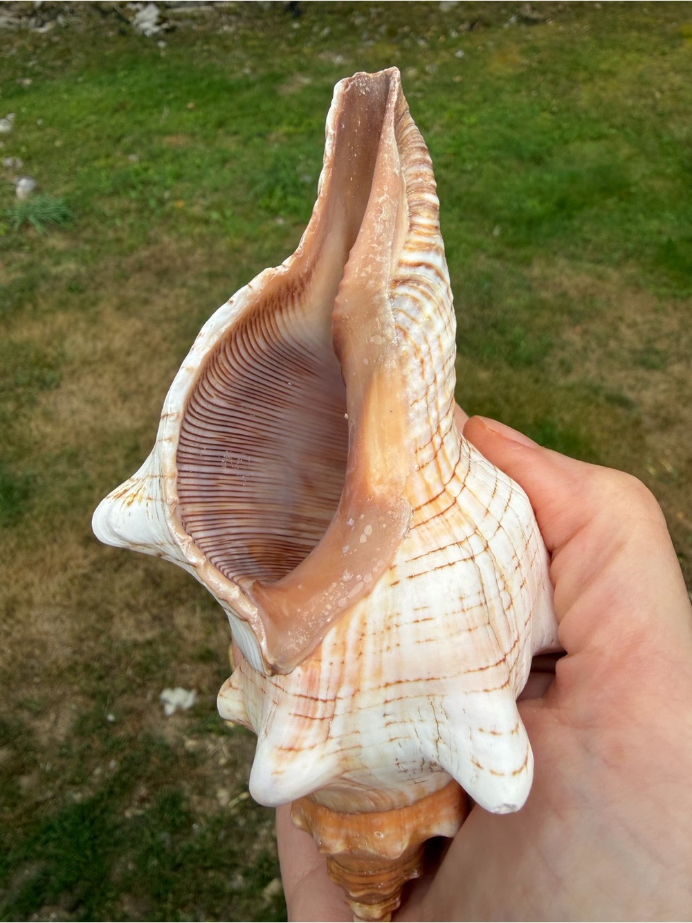 5 Large SeaShells | 🐚 Read Description - Picture 7 of 13